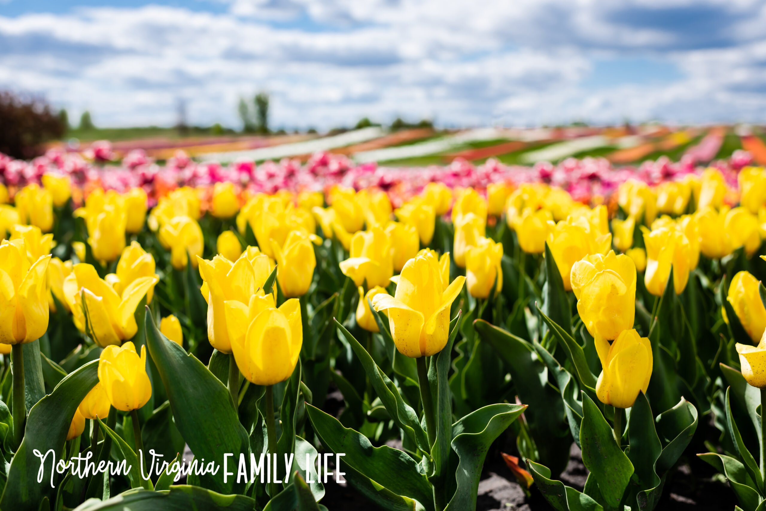 Tulip fields. Visit a field of flowers in Northern Virginia to get great tulip pics!